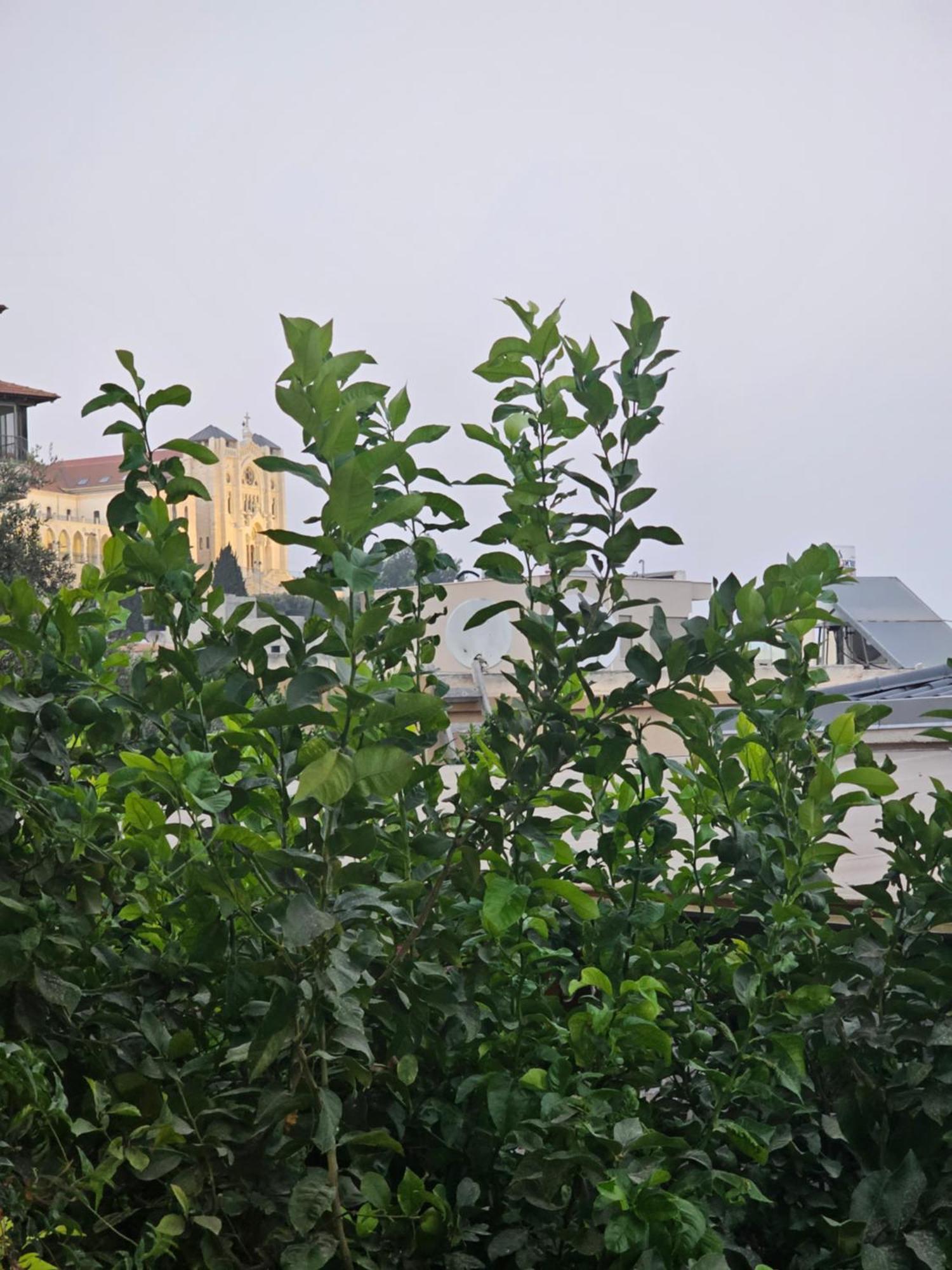Maria'S Guesthouse - Uphill View Of Nazareth F Ngoại thất bức ảnh