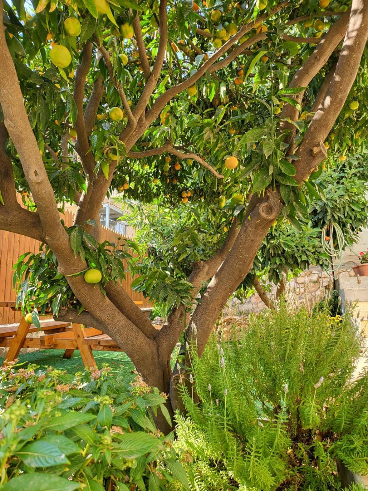 Maria'S Guesthouse - Uphill View Of Nazareth F Ngoại thất bức ảnh
